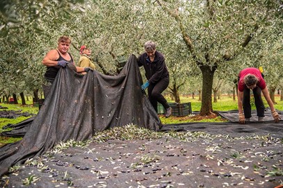 Our olive groves