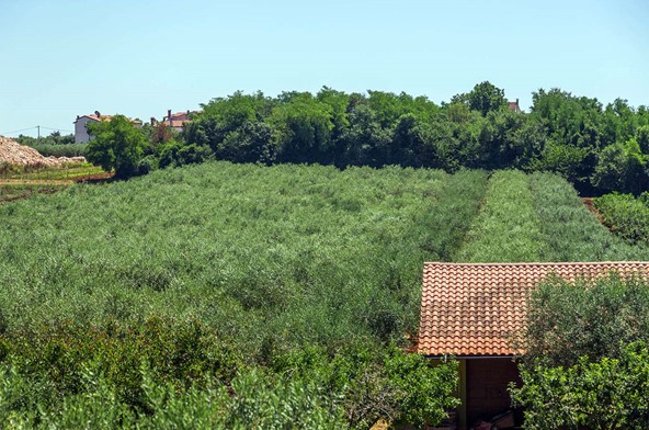 Al Torcio Prerada Maslinovog Ulja 020