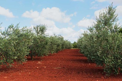 Istria is the highest quality olive oil region in the world