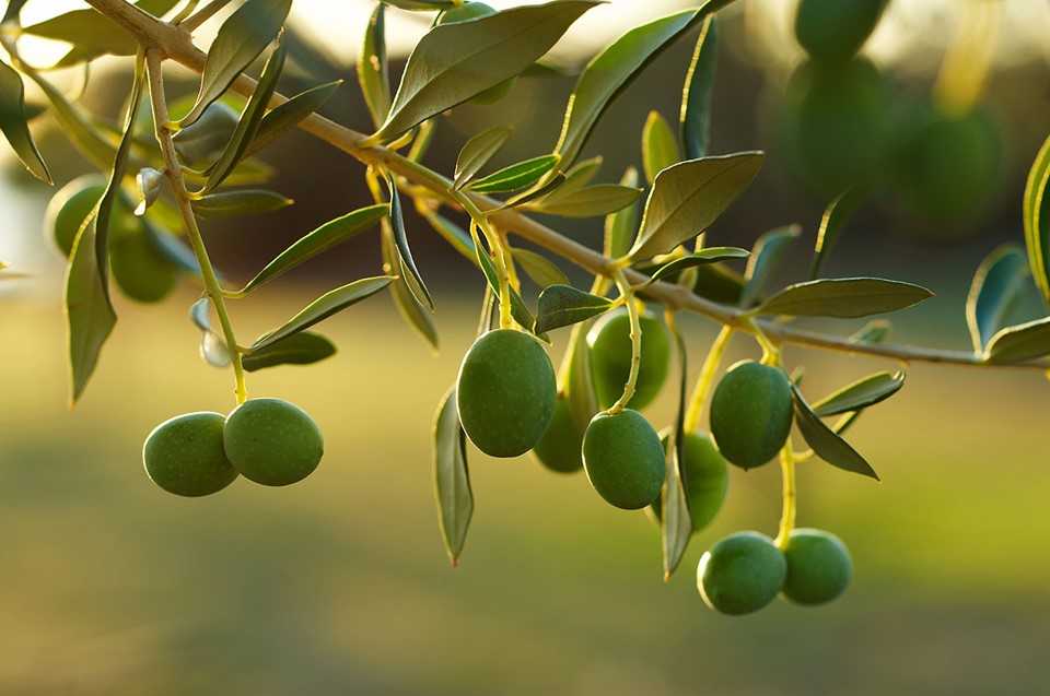 Our olive groves